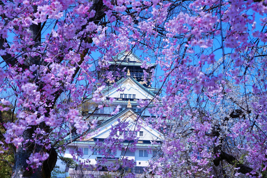 桜まみれの、大阪城、撮り歩き三景、