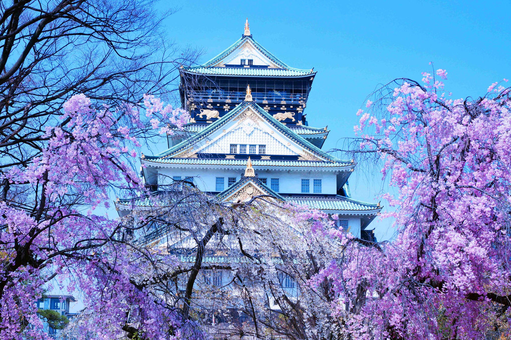大阪城、桜🌸散歩、三景、