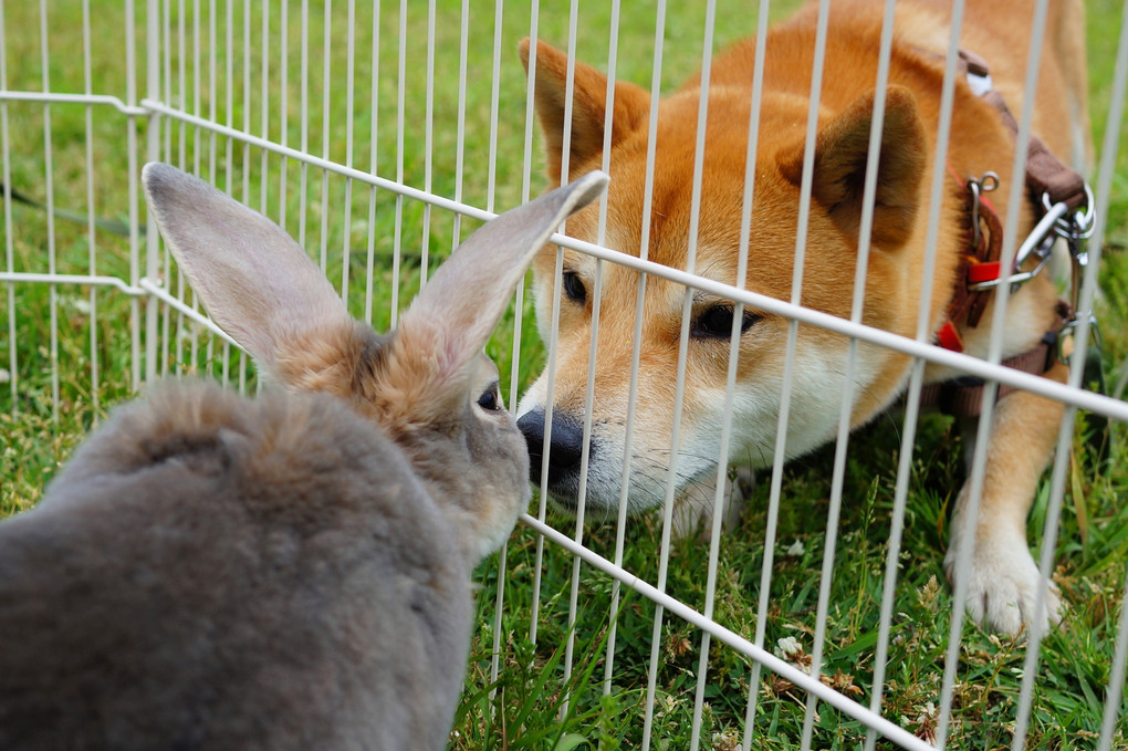 ウサギと犬の異文化コミュニケーション