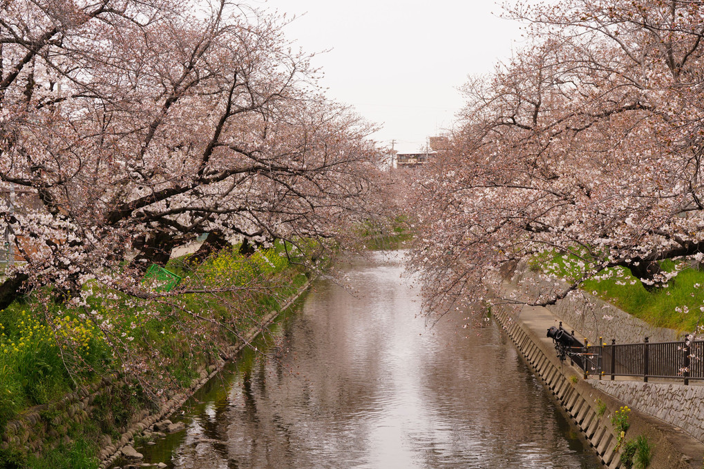 愛知県五条川桜並木