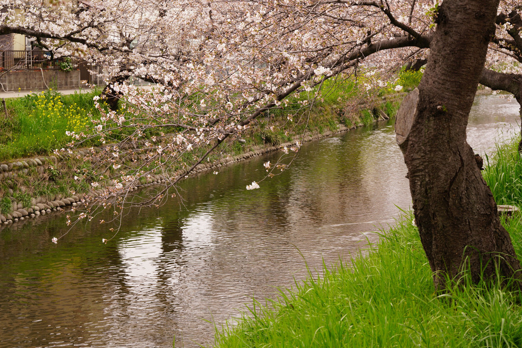 愛知県五条川桜並木