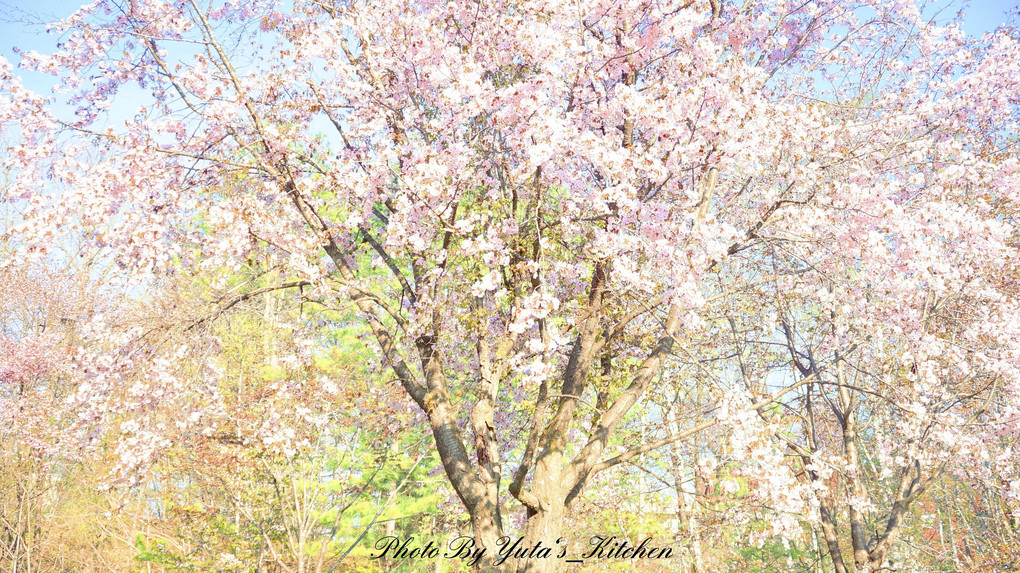ちょっと遅い北海道の春 桜