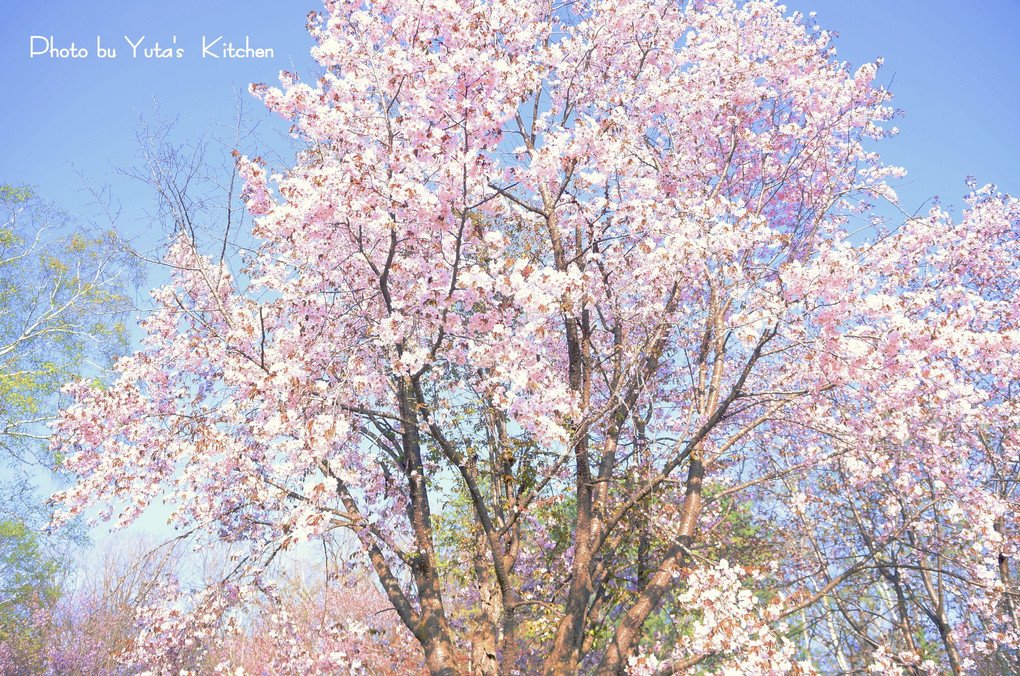 ちょっと遅い北海道の春 桜
