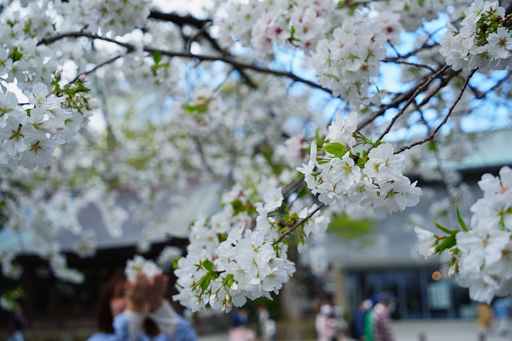 三島大社の桜