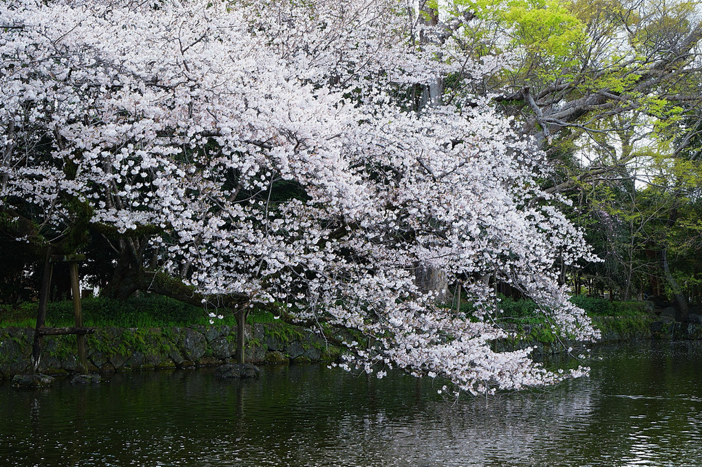 三島大社の桜
