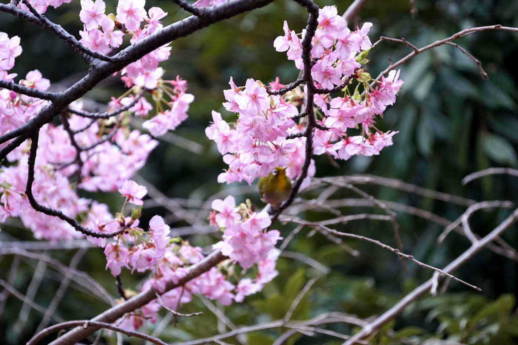 河津桜とメジロ２