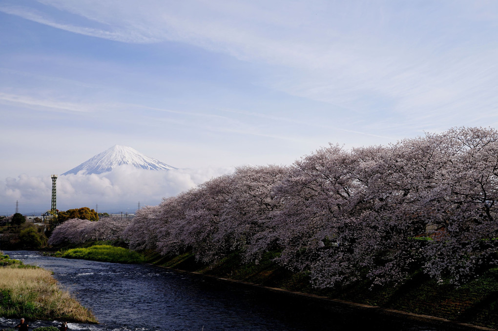 富士と桜と菜の花