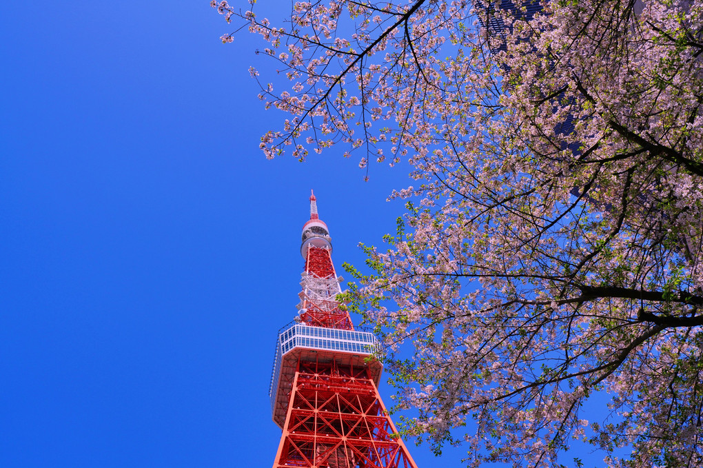 春の東京タワー　