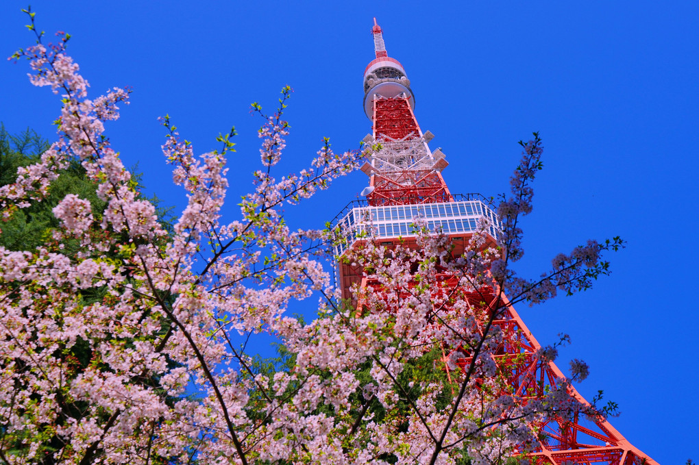 春の東京タワー　