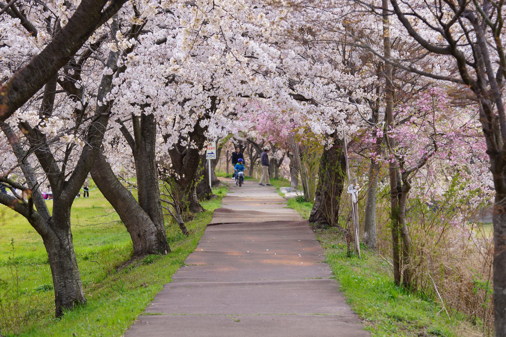 ジョギングロードの桜　20140405