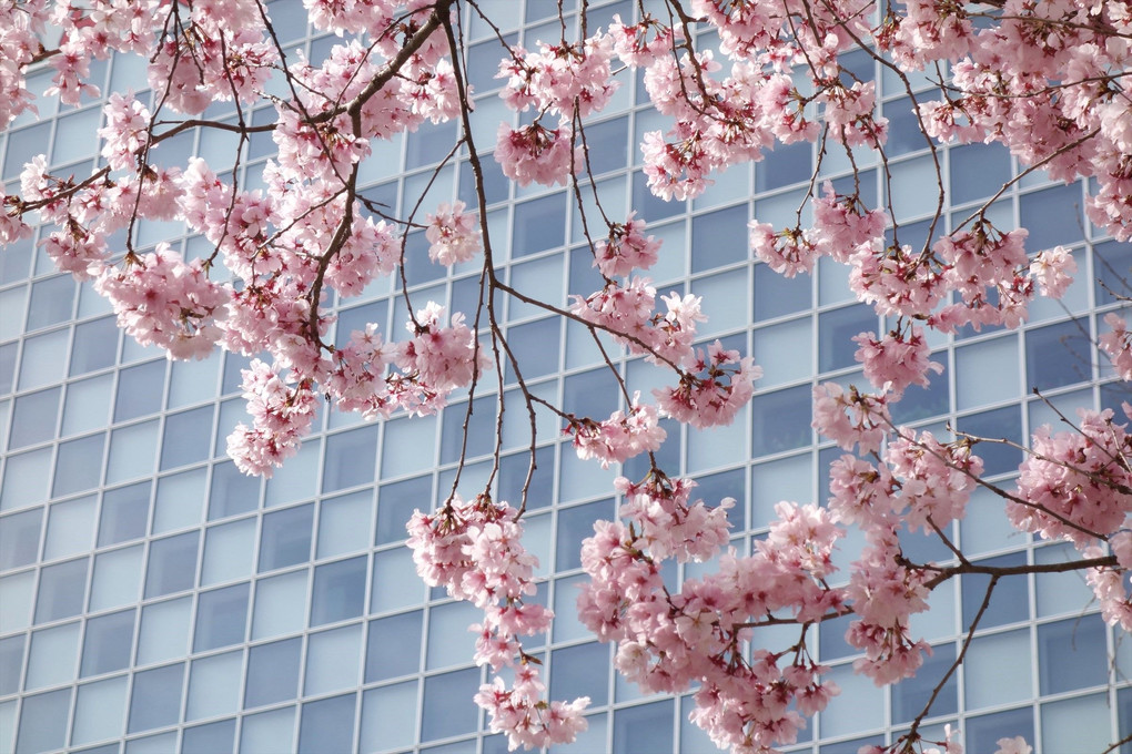 桜と市松