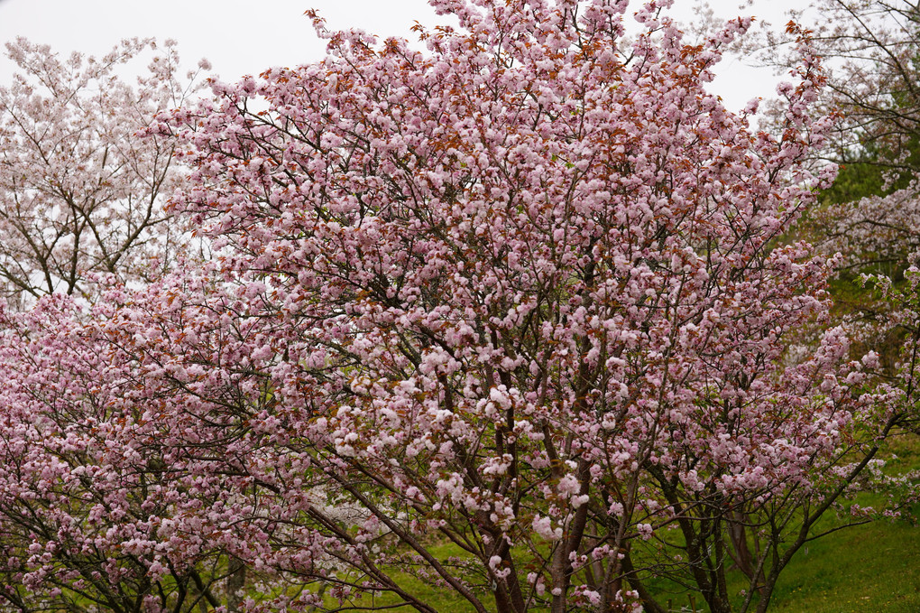 宗堂の桜