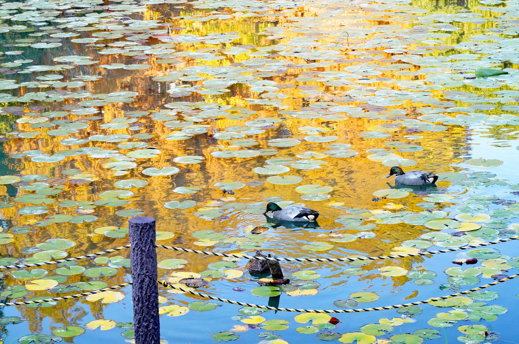 水面に映る秋の風景