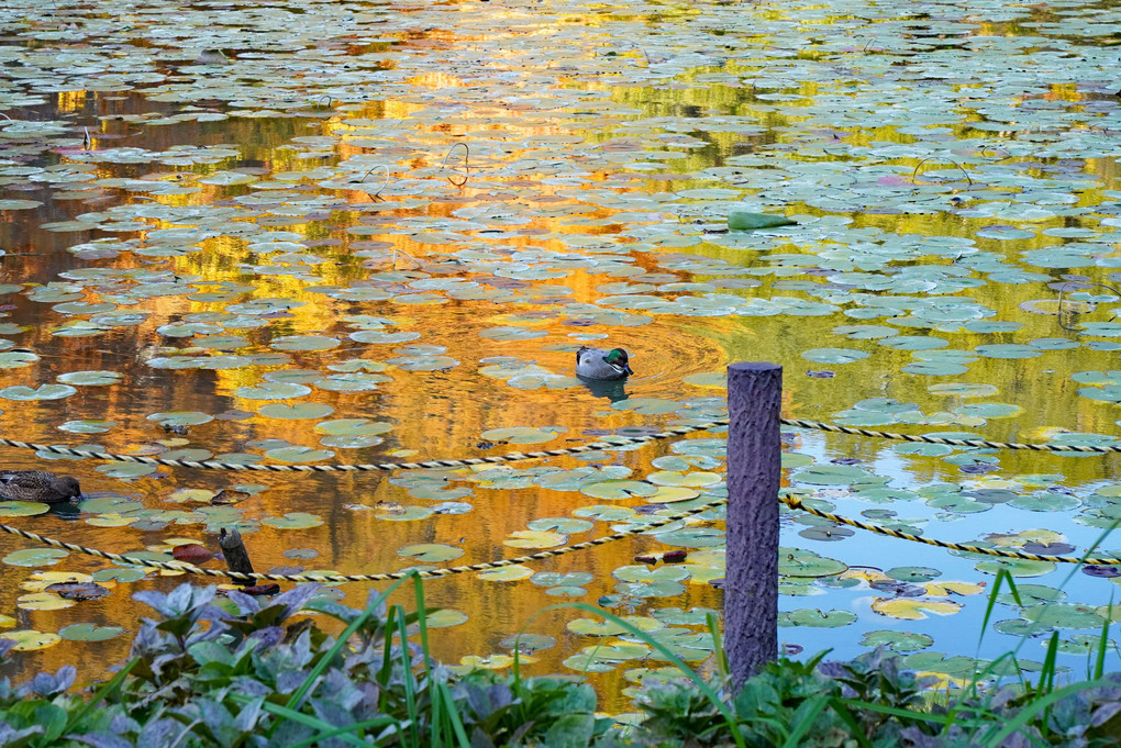 水面に映る秋の風景