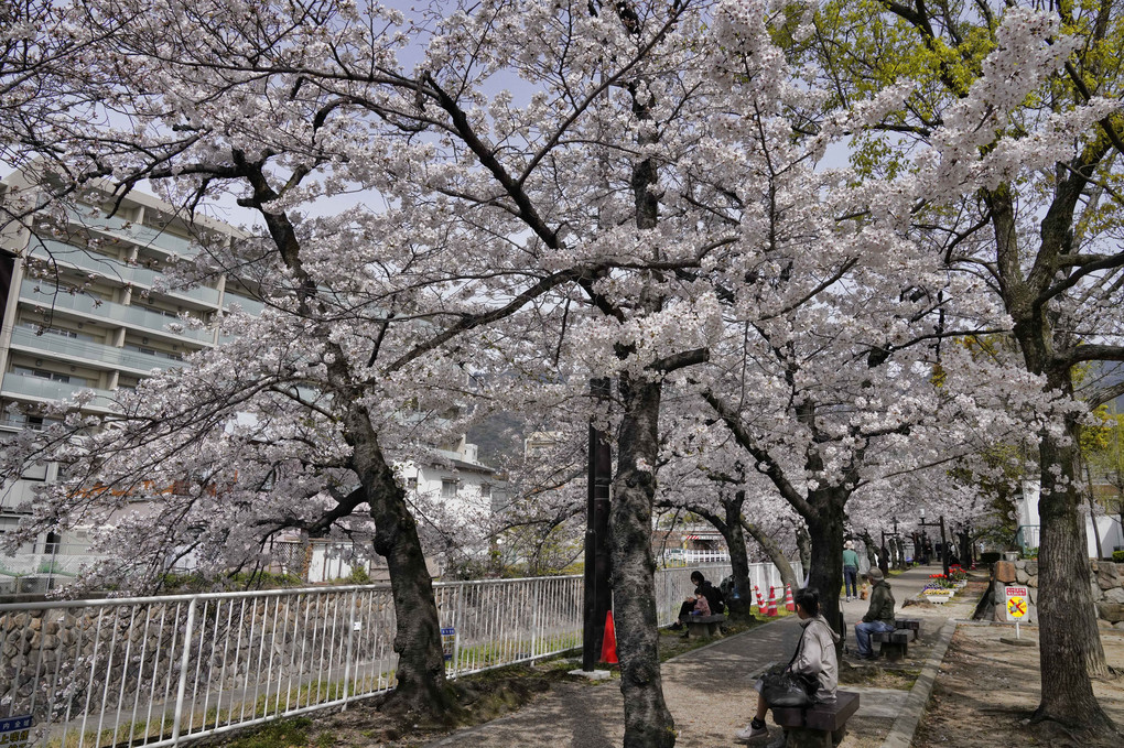 都賀川の桜と阪急電車