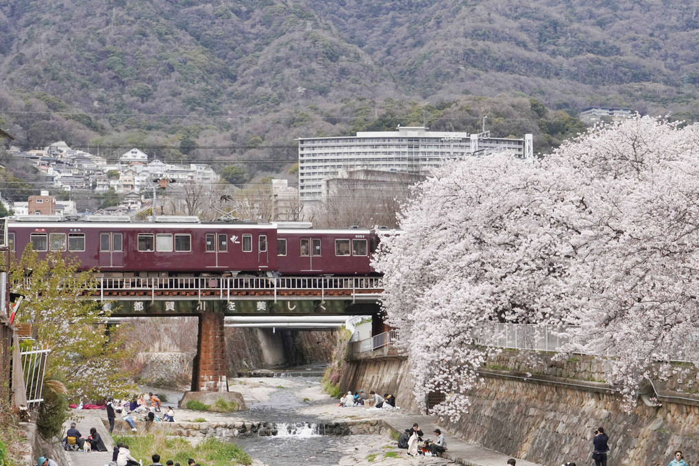都賀川の桜