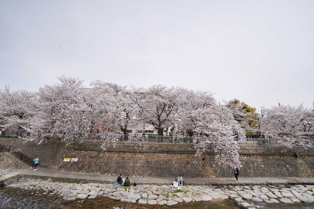 都賀川の桜