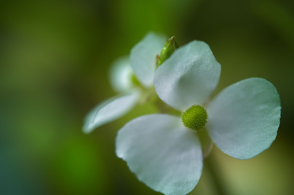 ナガバオモダカの白い花