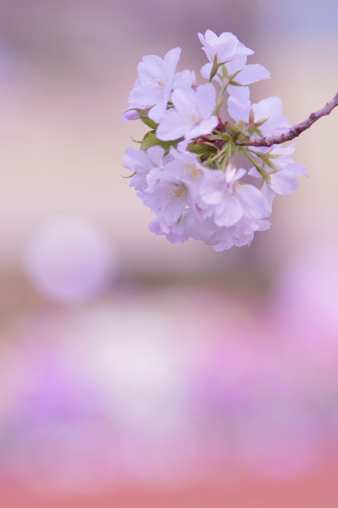 講師と行く 桜色を撮る＠新宿の公園編にて