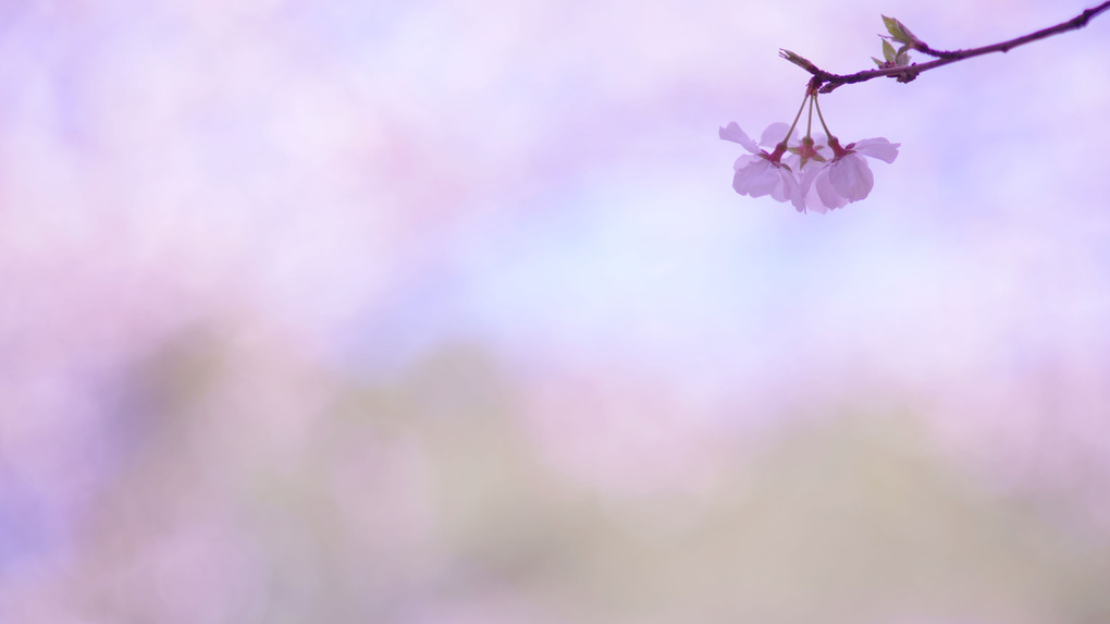 講師と行く 桜色を撮る＠新宿の公園編にて