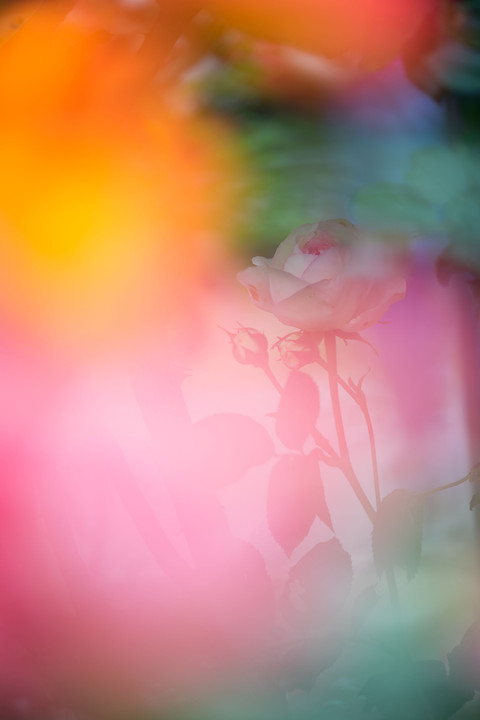 幻想薔薇写真展　３９