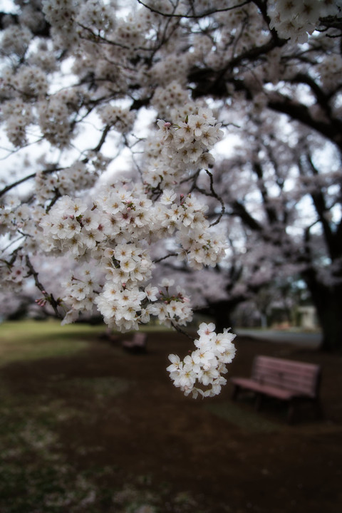朝摘み桜