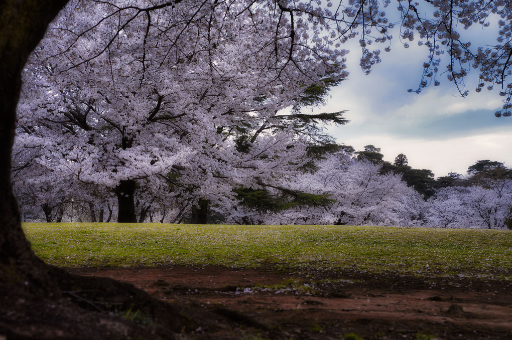 朝摘み桜