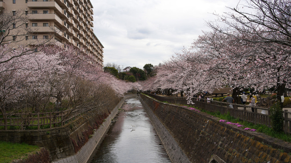 河岸の桜