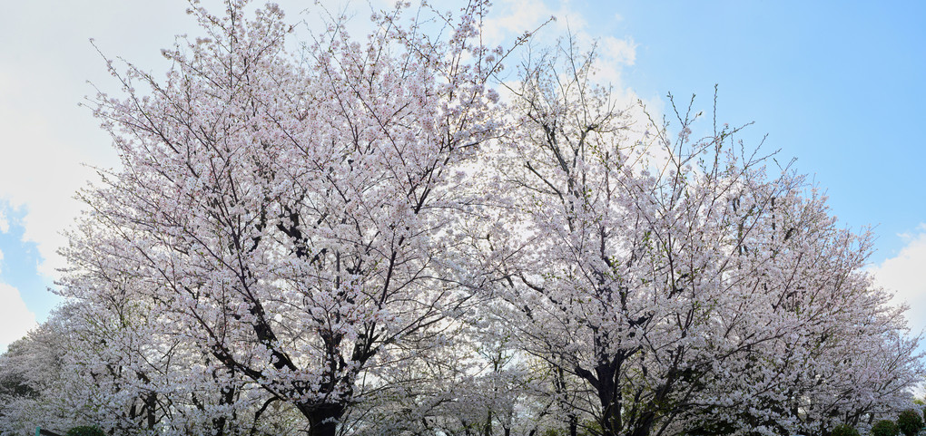 弥生神社の桜パノラマ
