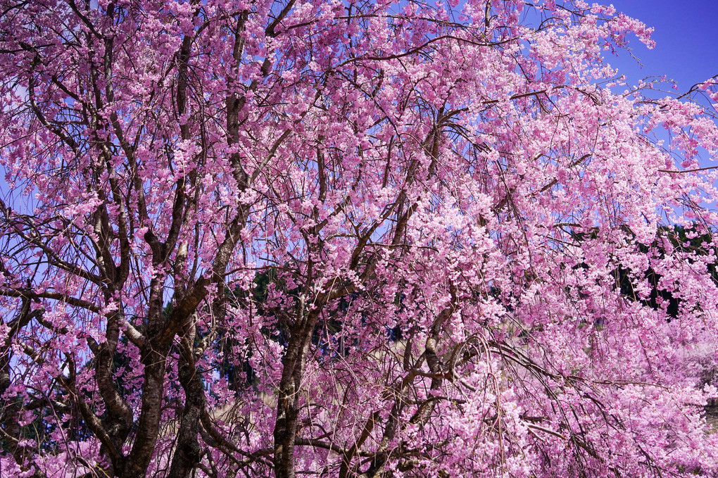 高見の郷　しだれ千本桜