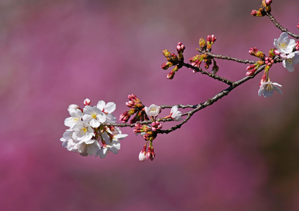 syarakuの桜（2）