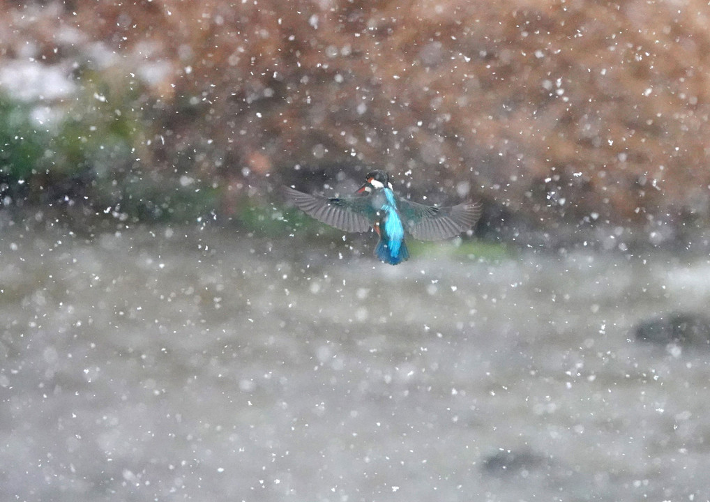 ロックオン、吹雪の中でも　　#カワセミ#