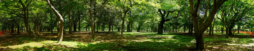代々木公園、森のパノラマ （ 初夏 2021 - 71 - ）