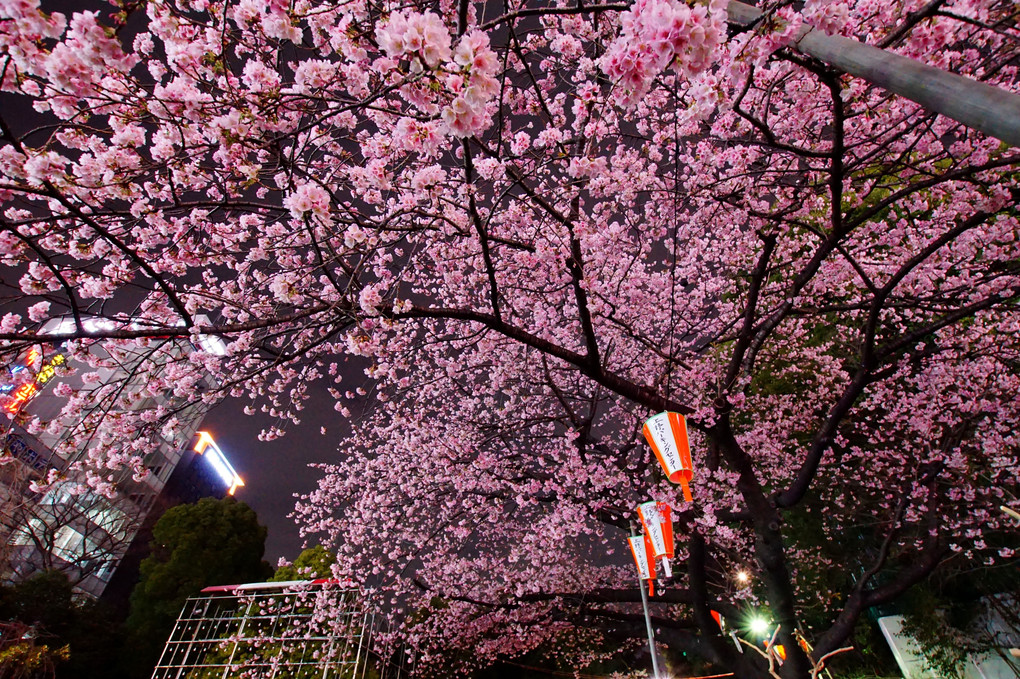 桜＠上野広小路