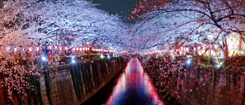 目黒川、夜桜のパノラマ