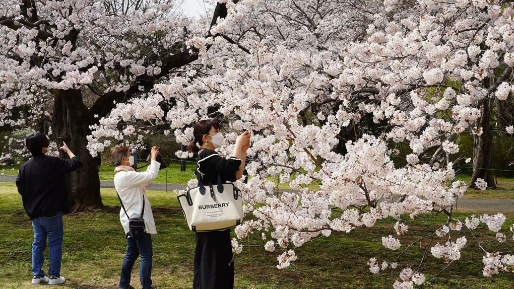「桜」に 群がる 親子三代