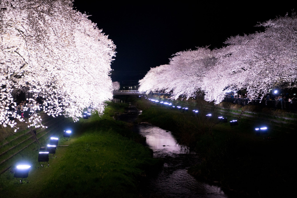 一夜桜