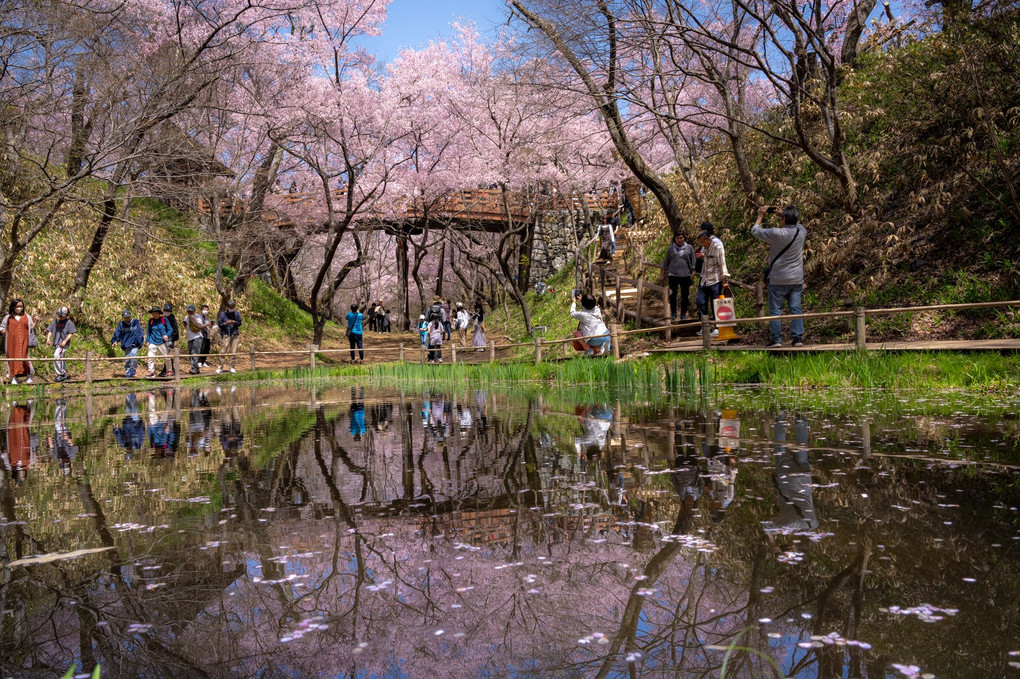 高遠城址公園桜祭り