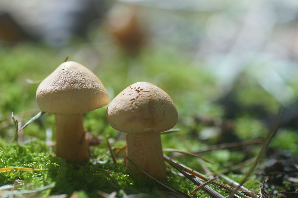 Unknown Type Mushroom
