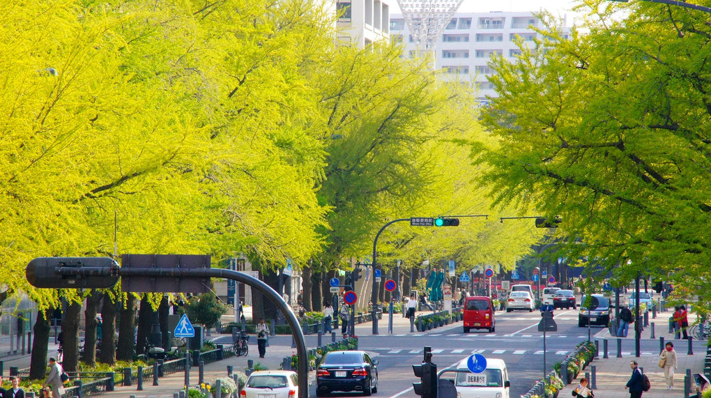 新緑の横浜日本大通りの銀杏