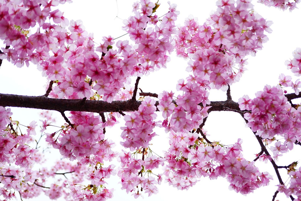 河津桜の楽園