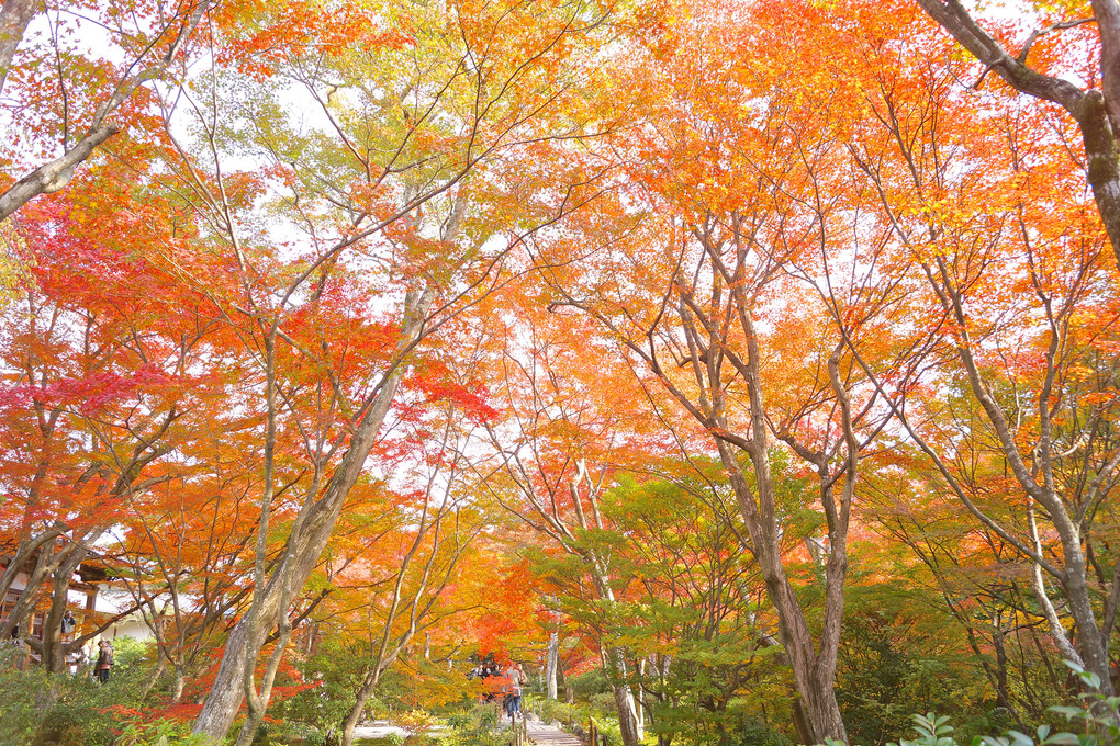 嵐山の紅葉 〜 嵐山宝筐院