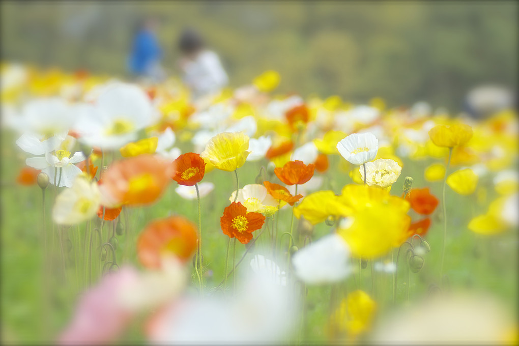 花の丘にて 〜 万博公園