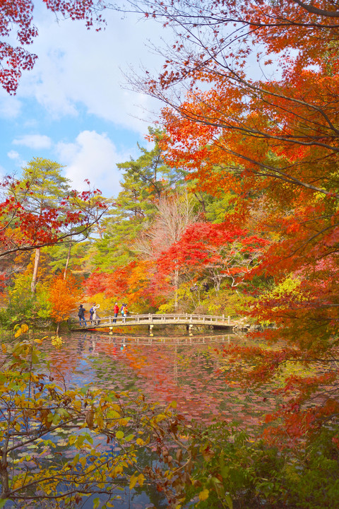 紅葉の長谷池 〜 神戸市立森林植物園