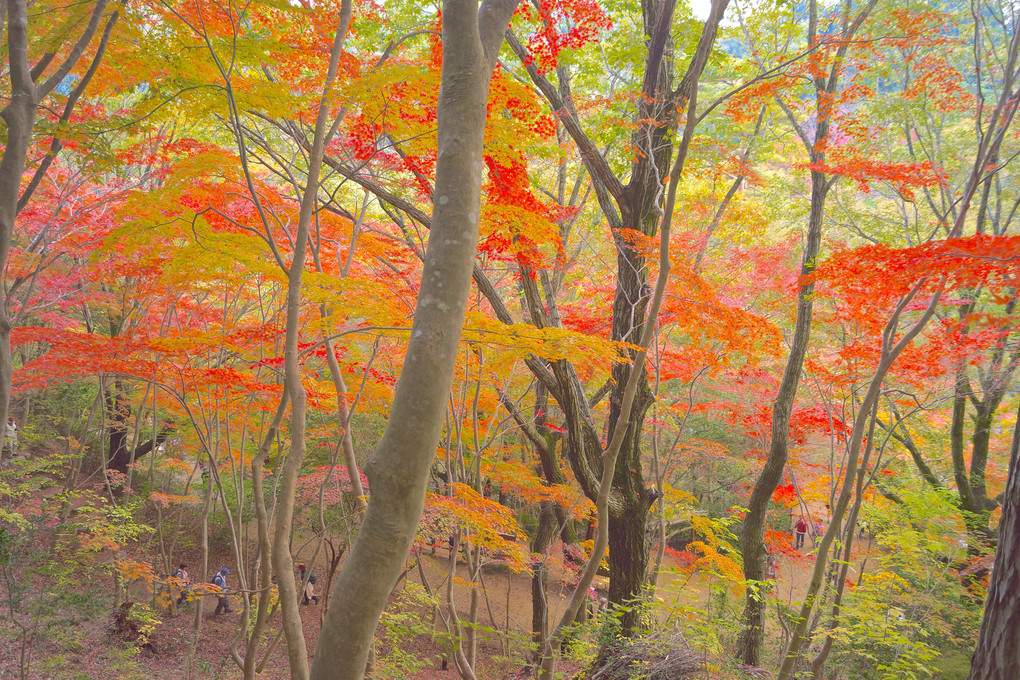 紅葉の森林浴 〜 神戸市立森林植物園