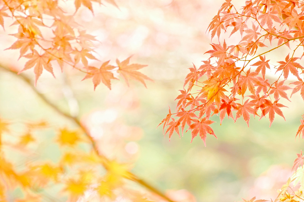 紅葉 〜 神戸市立森林植物園