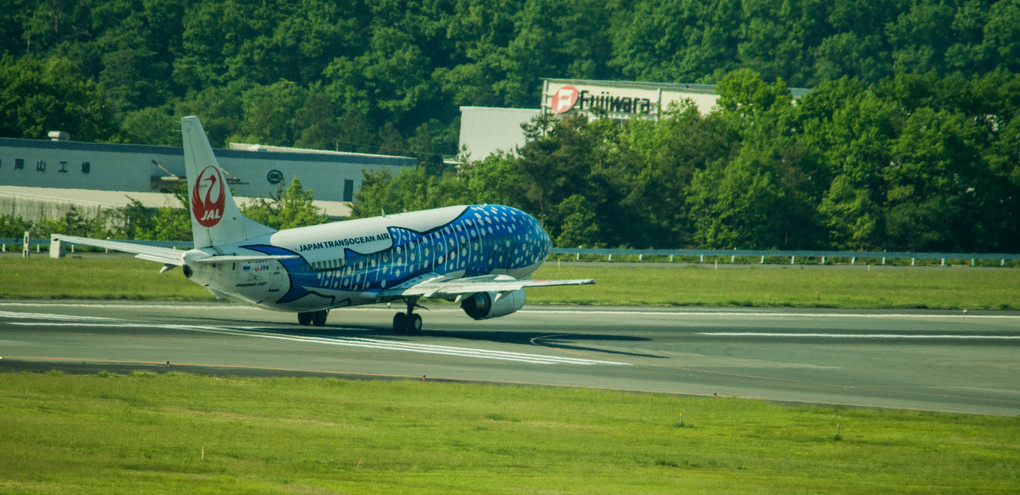 朝の岡山空港　JALクジラ
