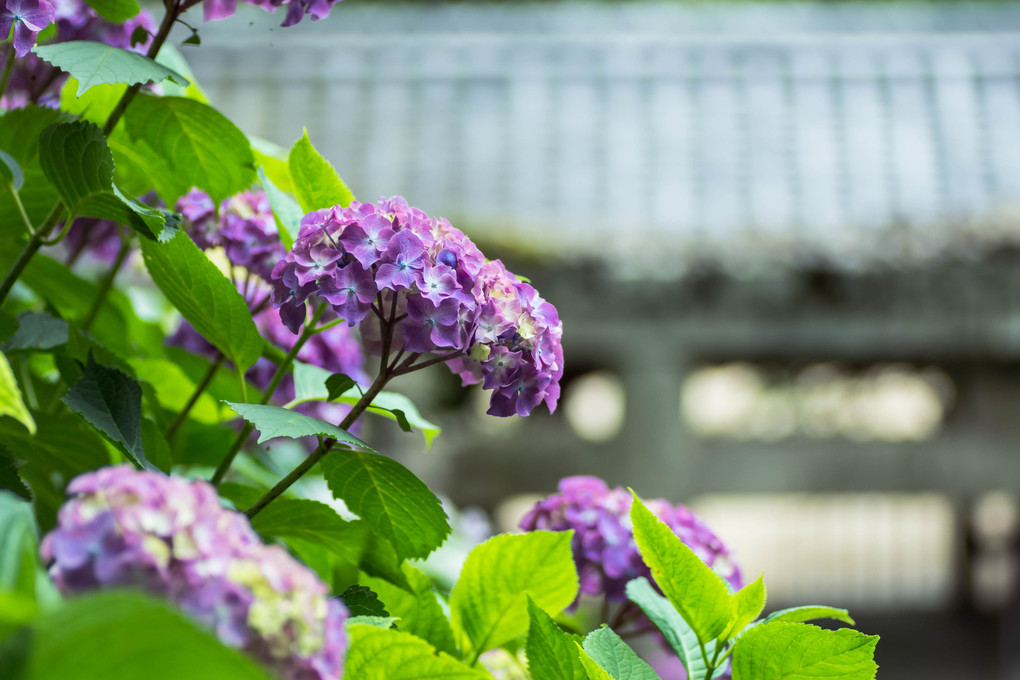 岡山　吉備津神社　紫陽花、只今五分咲きです