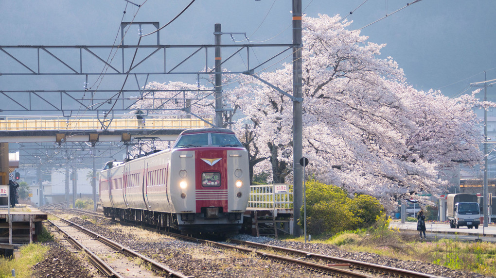 木野山駅　満開の桜とやくも