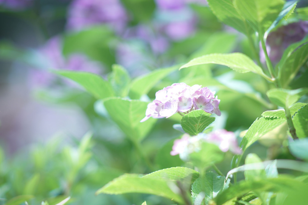 白山神社紫陽花祭り